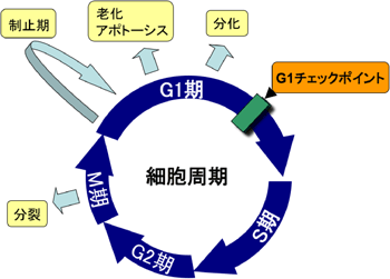 図1　真核生物細胞における細胞周期の模式図