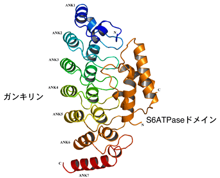 図2　ガンキリン/S6ATPaseドメイン複合体の結晶構造