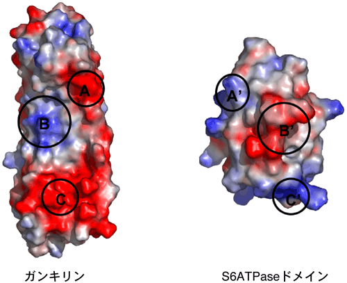 図3　ガンキリンとS6ATPaseドメインの結合部位の表面電荷