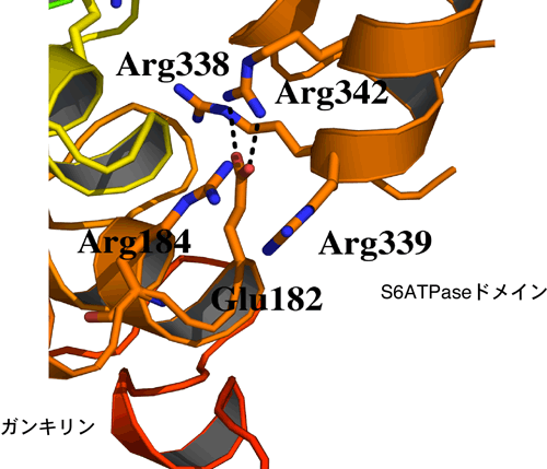 図4　ガンキリン/S6ATPaseドメイン複合体の結合部位の拡大図