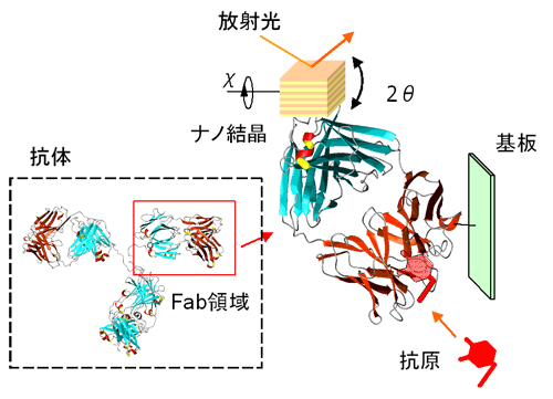 図2　抗体Fab領域を基板に固定し、目的部位にナノ結晶を標識