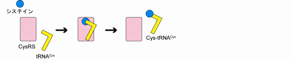図1　進化的に古い特徴をもつ生物における，SepRSが重要な役割を果たすCys-tRNA<sup>Cys</sup>生成方法