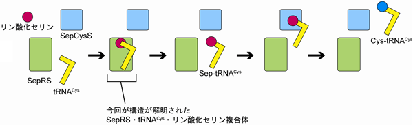 図2　今回解明されたSepRS•tRNA<sup>Cys</sup>•リン酸化セリン複合体の立体構造