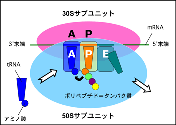 図1　タンパク質生合成装置リボソーム