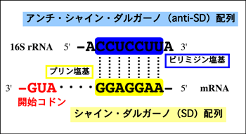 図2　シャイン・ダルガーノ配列