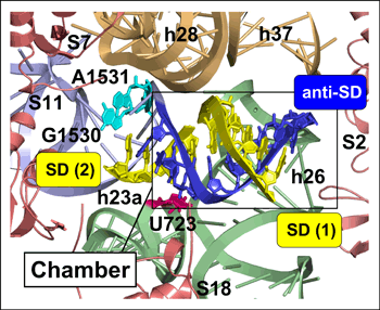 図4　Chamberに結合したSDへリックス