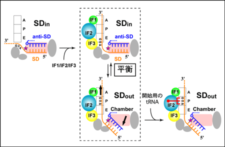 図5  タンパク質生合成の開始制御のモデル
