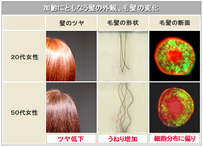 加齢にともなう髪の外観、毛髪の変化