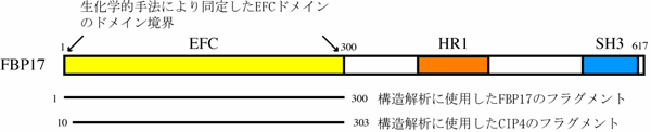 図2　FBP17のドメイン構造