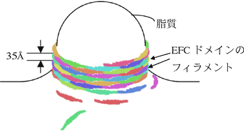 図4　EFCドメインによる生体膜チューブ化モデル