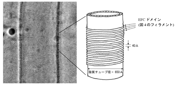 図5  EFCドメインによりチューブ化された脂質膜の位相差低温電子顕微鏡像とその模式図