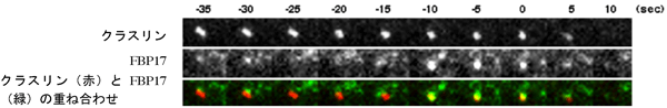 図6  クラスリン依存性のエンドサイトーシスにおけるFBP17とクラスリンのTIRFM像