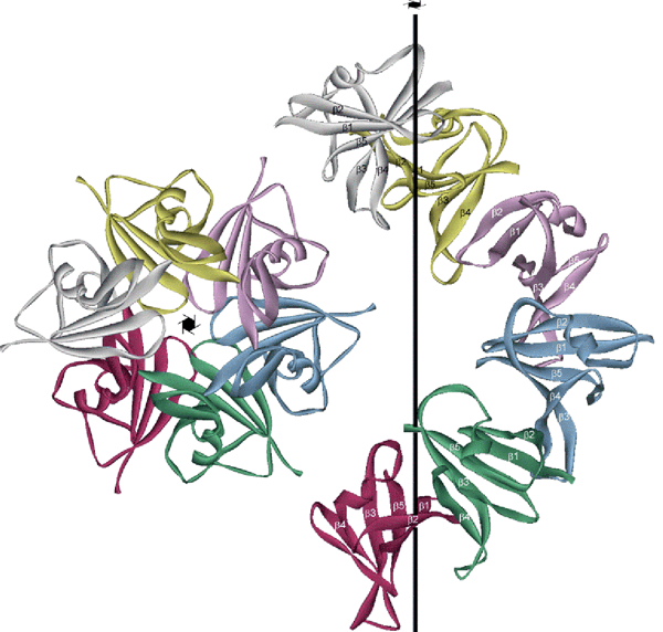 図1　6個のAxin-DIX分子が結晶内で形成しているhead-to-tail型の多量体化の構造