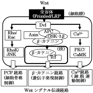 Wntシグナル伝達経路