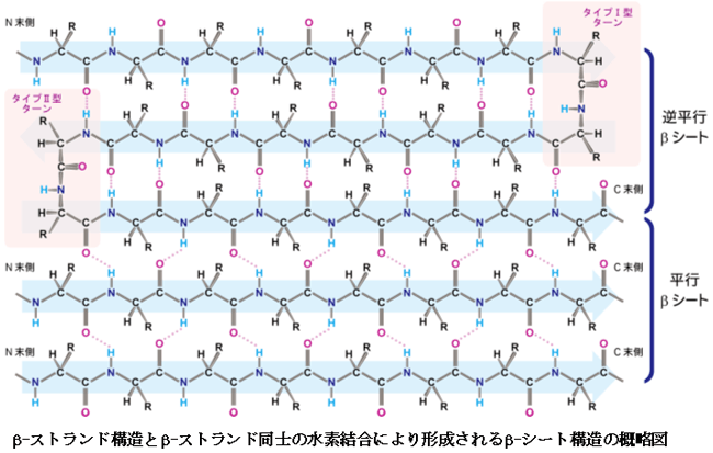 β-ストランド構造とβ-ストランド同士の水素結合により形成されるβ-シート構造の概略図