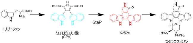 図1　スタウロスポリン生成過程