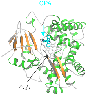 図2　シトクロムP450StaPの全体構造およびCPAが結合する部位の拡大図