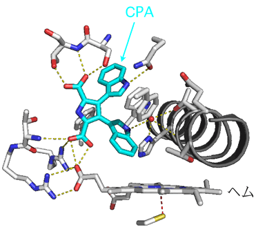 CPA（水色）が結合する部位の拡大図