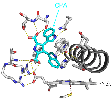 図2　シトクロムP450StaPの全体構造およびCPAが結合する部位の拡大図