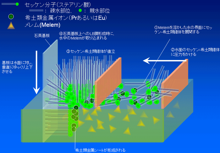 図2　新しい仕組みによる偏光発光膜の作成法