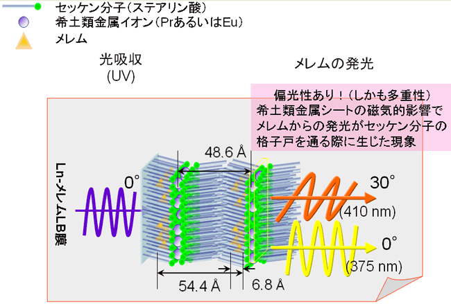 図3　セッケン-希土類錯体LB膜内に取り込まれたメレム由来の発光の多重偏光