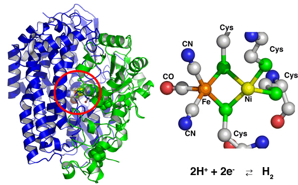 図1　[NiFe]ヒドロゲナーゼの全体構造(左図)とその活性中心の構造と反応（右図）