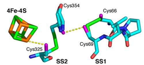 図5  HypDの鉄硫黄クラスターと４つのシステイン残基による酸化還元カスケード