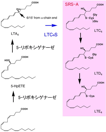 図１　LTC4の生合成経路