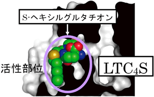 図４　活性部位に結合したS-ヘキシルグルタチオン