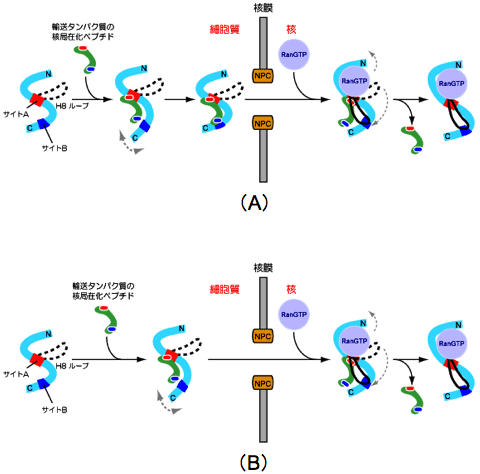 図4 核内輸送受容体による細胞質から核内へのタンパク質の輸送機構。