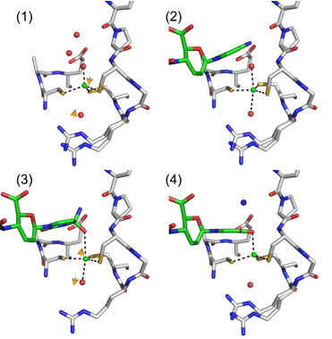 図2 亜鉛の配位構造の変化と反応の各段階のモデル