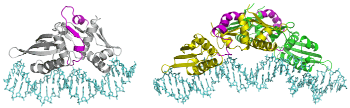 図1：RepEタンパク質の立体構造