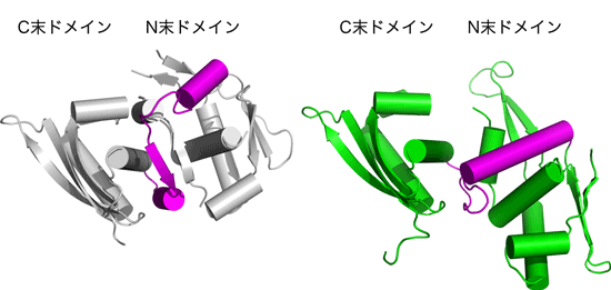  図2：単量体と二量体の間の立体構造変化