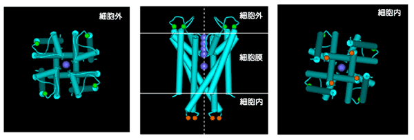 図２ カリウムチャネル（KcsA チャネル）の立体構造