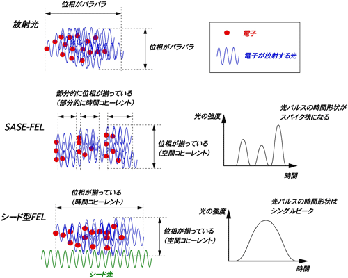 図1　放射光、SASE-FEL、シード型FELの光の違い