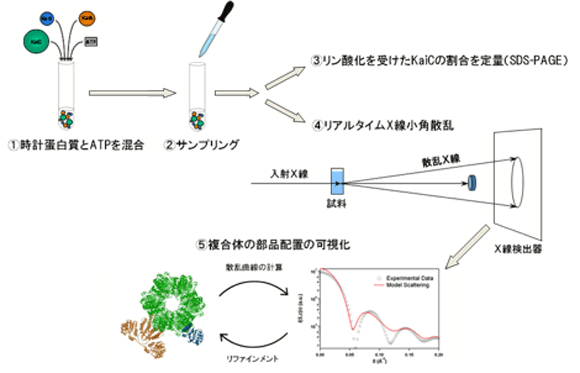 図１　Ｘ線小角散乱を用いたリアルタイム計測