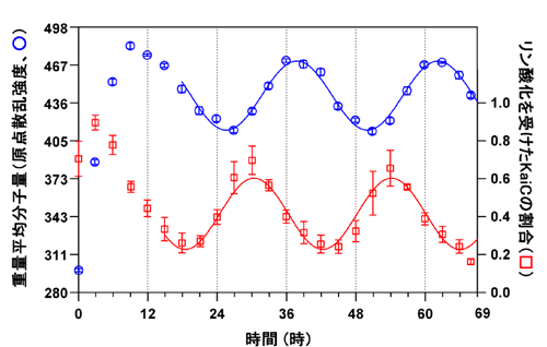 図２　Ｘ線小角散乱を用いて計測したKaiたんぱく質の離合集散過程