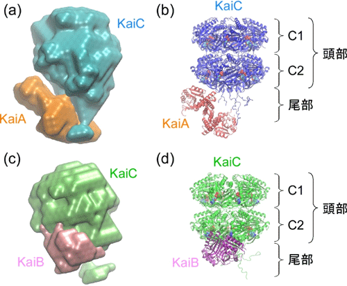 図３　Kaiたんぱく質複合体のモデル構造