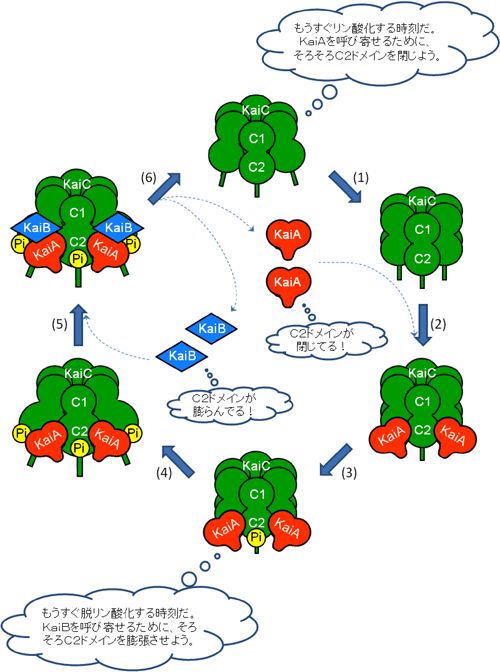 図４　Kaiたんぱく質の離合集散モデル