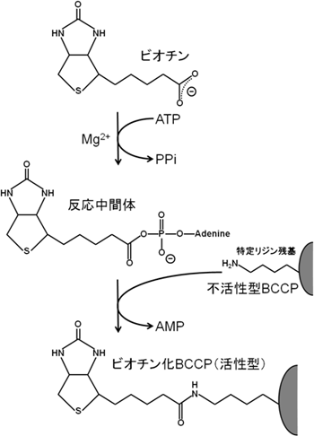 図1　BPLによるBCCPの活性化