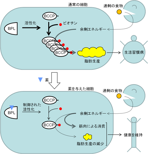 図2　BCCPの活性化制御による生活習慣病の予防