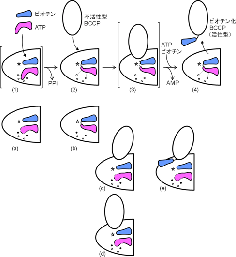 図3　変異導入によるBPL－BCCP複合体の可視化