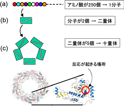 図１　抗酸化タンパク質（Aeroyrum pernix由来ペルオキシレドキシン）の立体構造