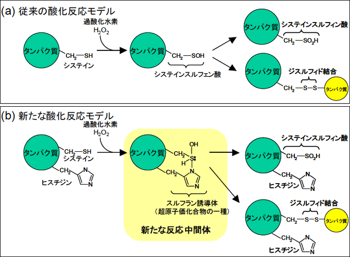 図２　タンパク質（システイン残基）の酸化のしくみ