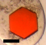 図１．イカロドプシンの３次元結晶写真