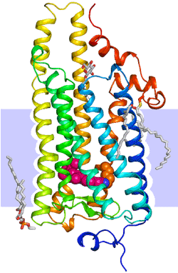 図２．イカロドプシンの結晶構造