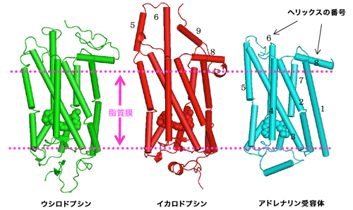 図３．これまでに構造解析された３種のＧＰＣＲの立体構造