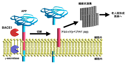 BACE1とγ-secretase によるAβ産出機構