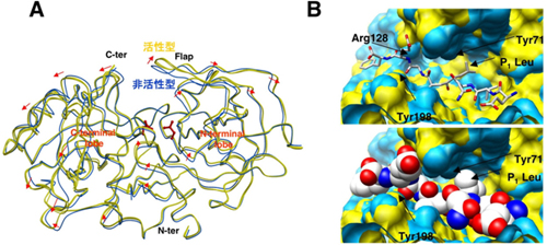 活性型（黄）、非活性型BACE1（青）の構造比較