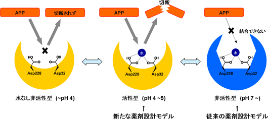 BACE1における活性調節機構